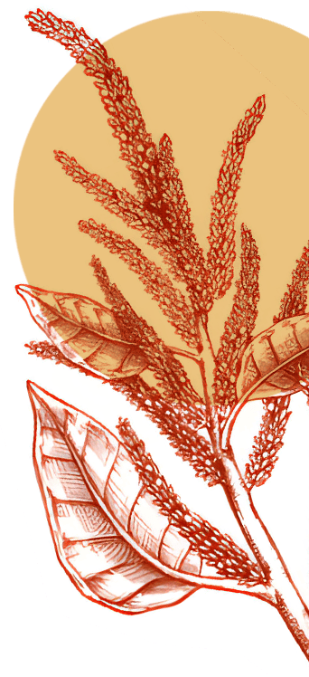 Millet Image Right