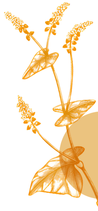 Millet Image Right